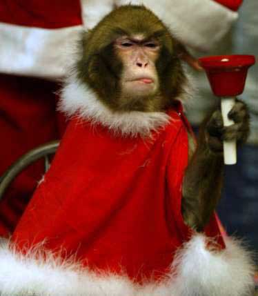 funny pictures of monkeys. More funny monkeys! :)
