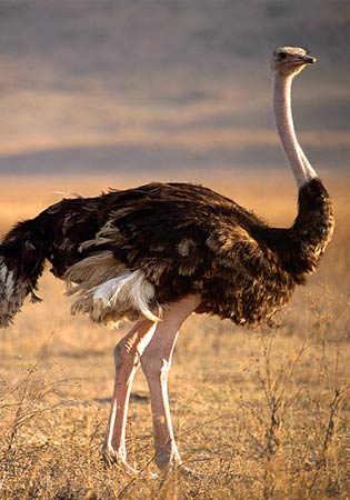 ۩۞۩♠صورحيوانات اليفة ومفترسة♠۩۞۩ Ostrich